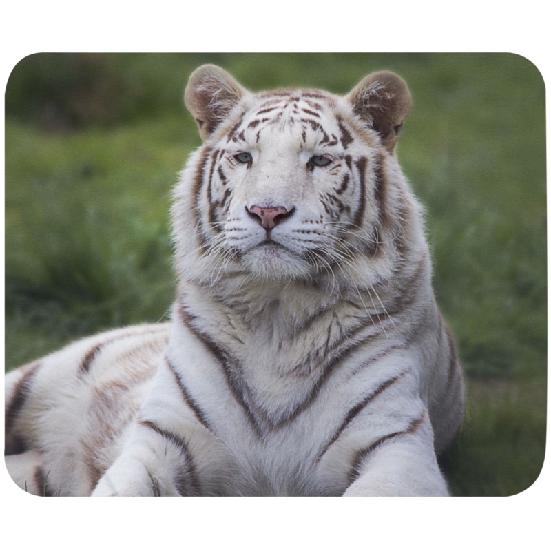 Tapis de souris tigre blanc