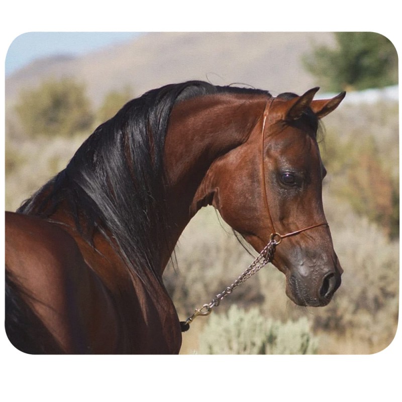 Tapis de souris cheval
